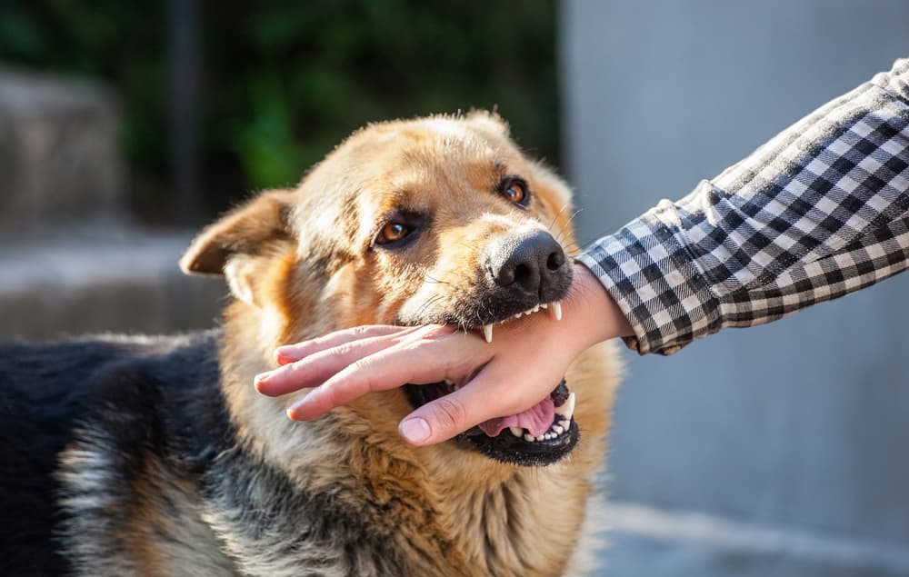 How Much Can You Sue for a Dog Attack